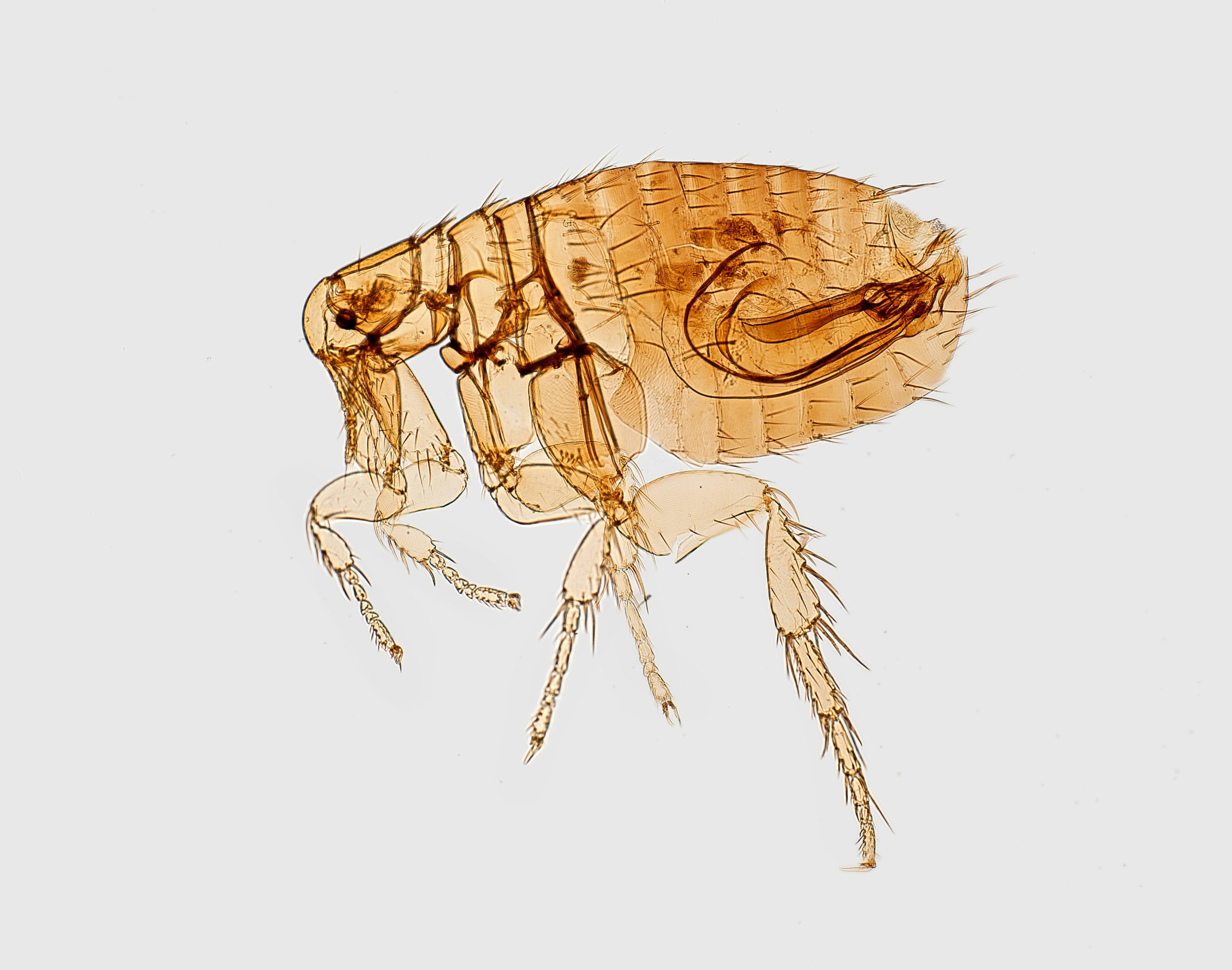 Can Fleas Travel on Humans to Another House? - Welzo – welzo