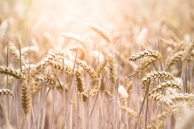 Gluten /Wheat Intolerance: Symptoms, Diagnosis, and Managing Your Diet