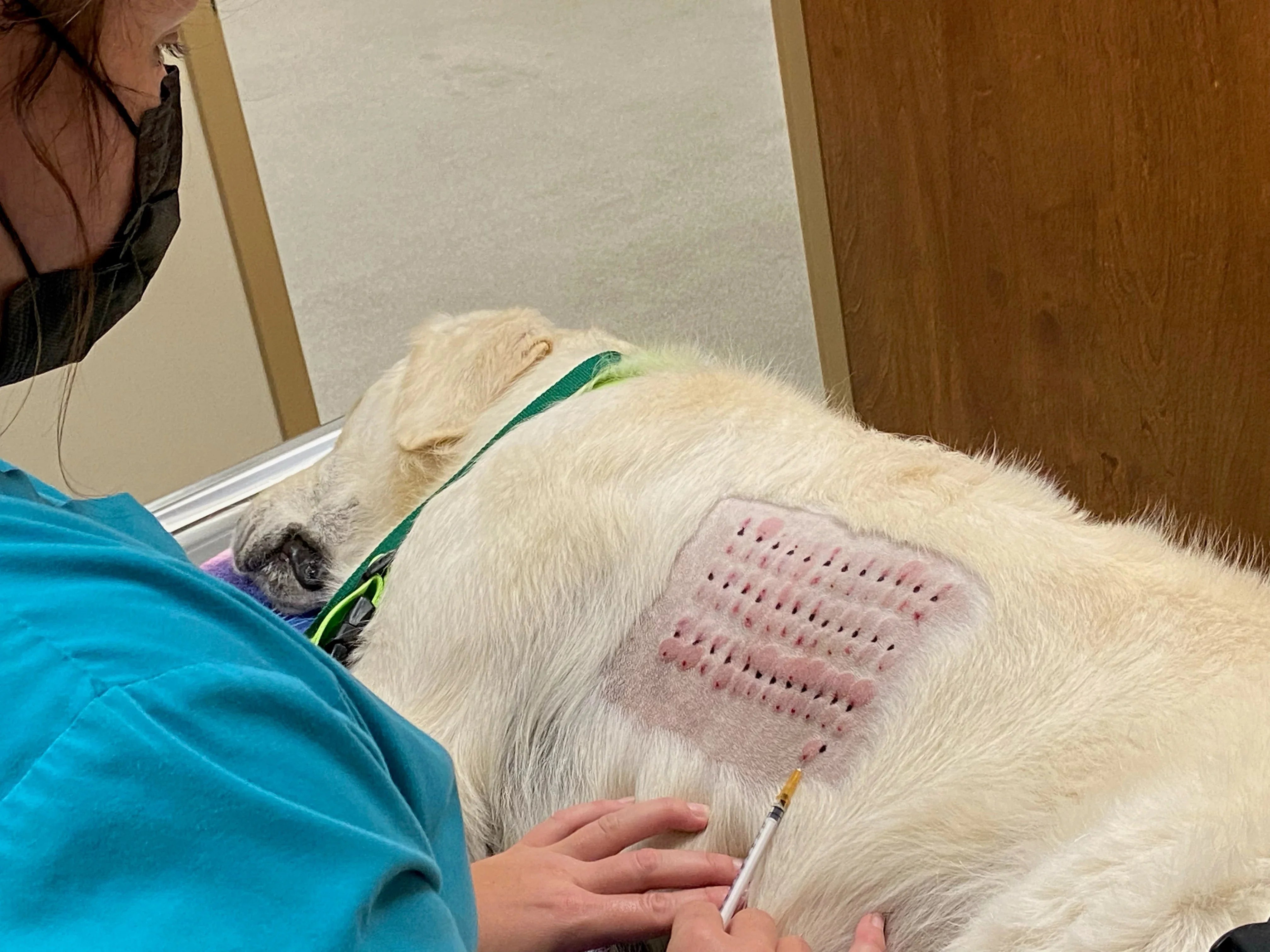 What is a dog allergy test Welzo