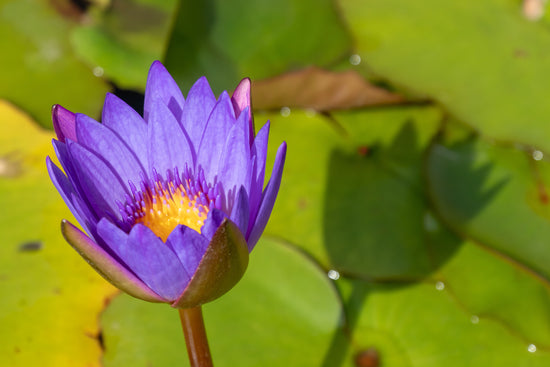 Blue Lotus Flower: Benefits, Uses and Concerns