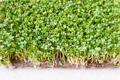 Bacopa Monnieri (Brahmi) Supplements & Tablets