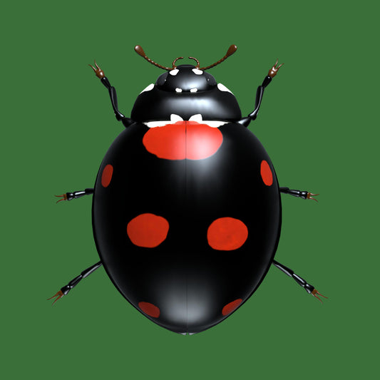 Are Black Ladybirds with Red Spots Dangerous?