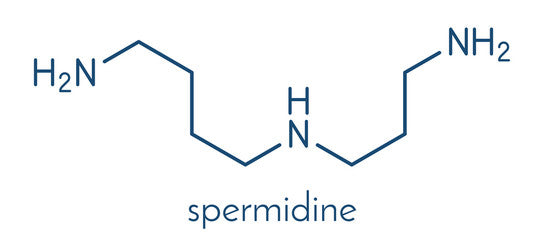 Spermidine has multiple health benefits