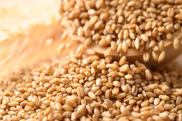 Durum wheat and whole wheat belong to the same cereal family