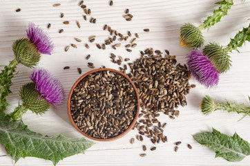 Milk thistle is a herbaceous plant boasting beautiful purple blossoms