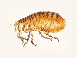 Can Fleas Live on Humans?