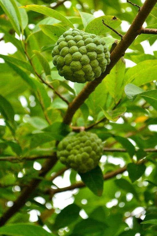 9 Compelling Reasons to Add Custard Apple to Your Diet - welzo