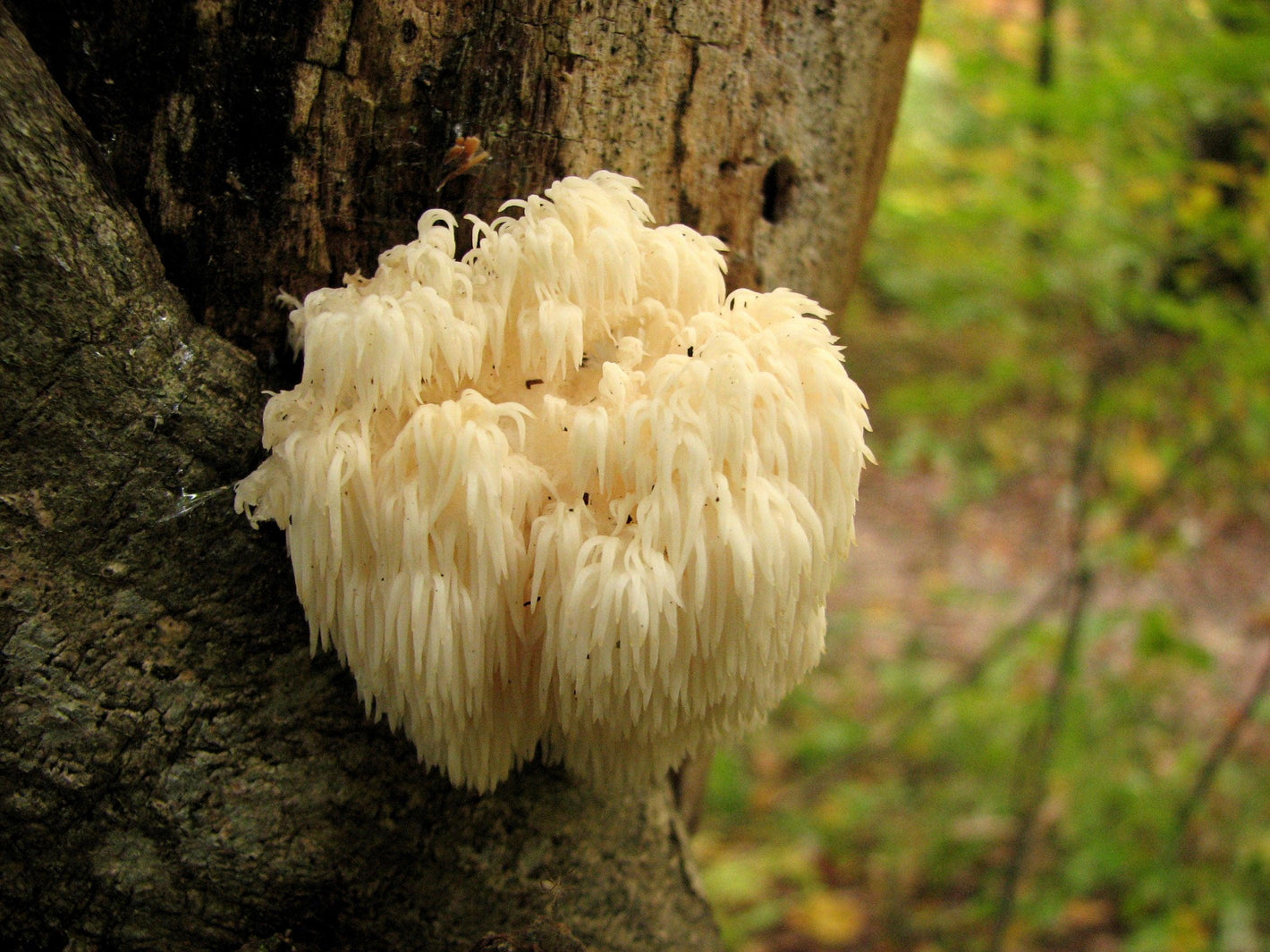 9 Transformative Benefits of Lion's Mane Powder - welzo