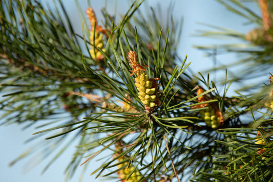 Pine Pollen: Benefits, Side Effects and Uses