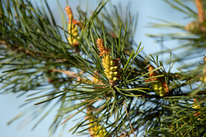 Pine Pollen: Benefits, Side Effects and Uses