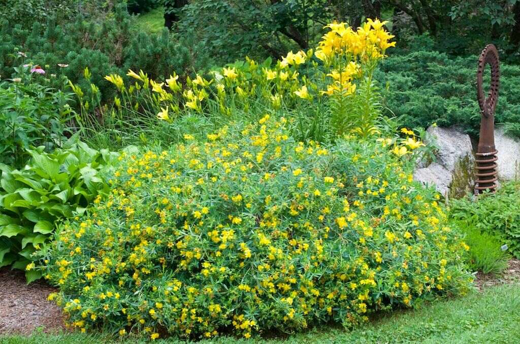 5 Best St. John’s Wort, According to Doctors- Welzo