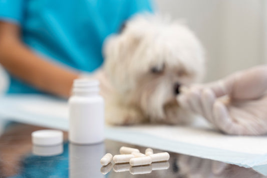 10 Best Dog Multivitamins for Your Furry Friend