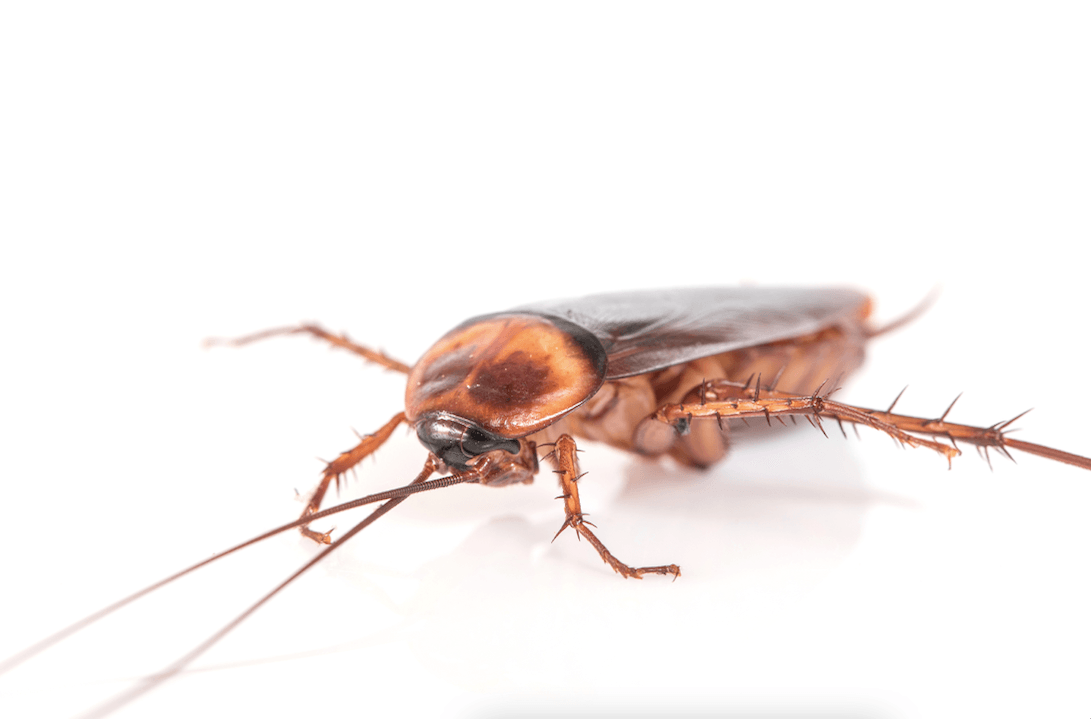 Cockroach Allergy: Signs and Symptoms, Causes, and Treatments - Welzo