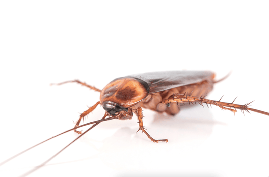 Cockroach Allergy: Signs and Symptoms, Causes, and Treatments - welzo