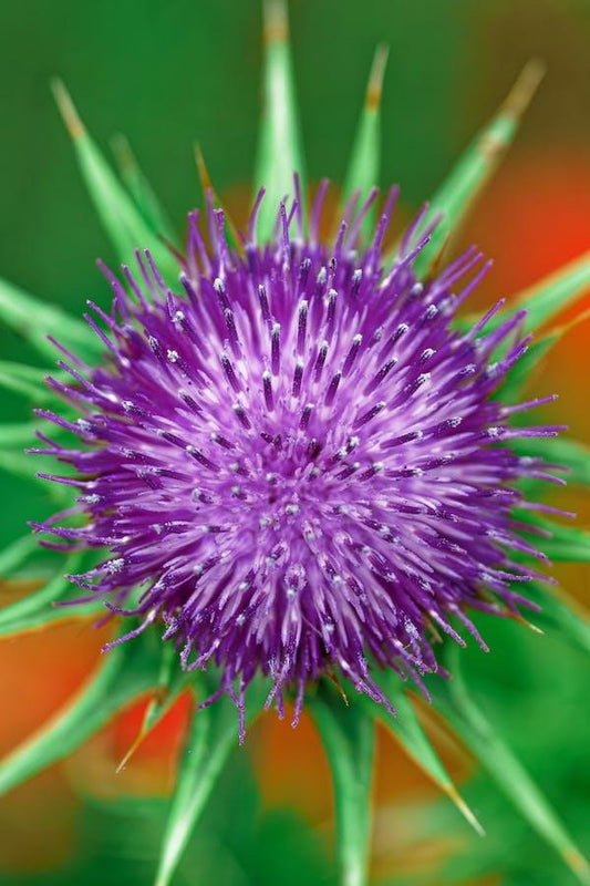 Does Milk Thistle Really Cure Hangovers? - welzo