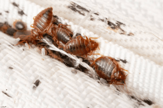 Don't Let the Bedbugs Bite: A Growing Bedbug Issue in the UK - welzo