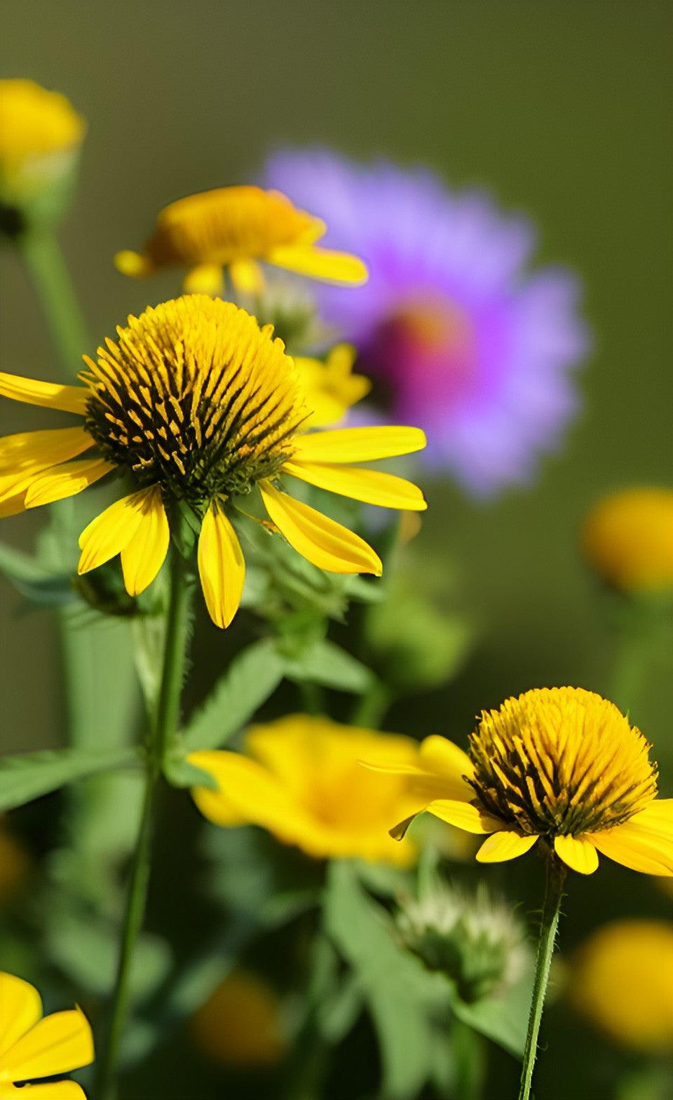 Hay Fever Injections: Side Effects, Costs and How Does it Work? – welzo