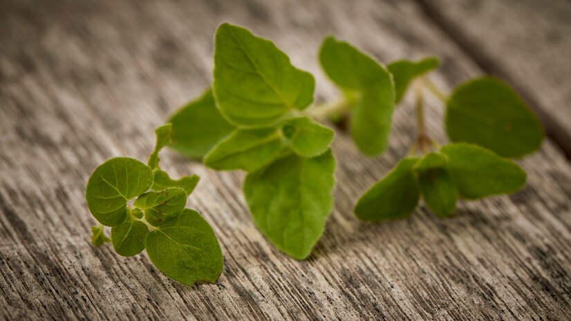 Marjoram is a perennial herb from the mint family