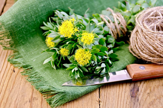 Rhodiola: Benefits, Uses and Risks