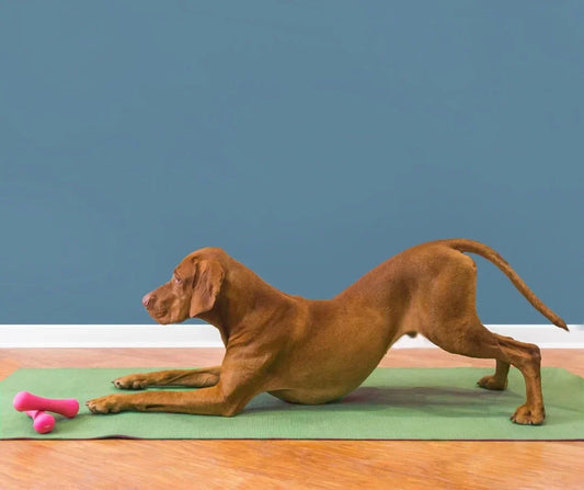 Best Joint Supplements for Dogs UK