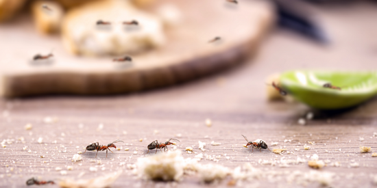 How to Get Rid of Ants in the Kitchen?