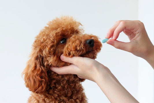 Is Trimethoprim Safe for Pets? - welzo