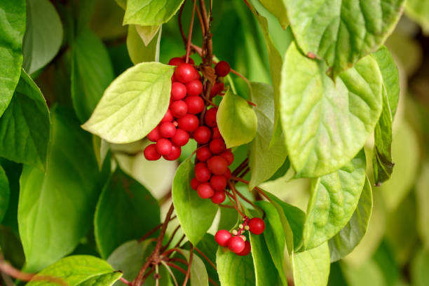 Schisandra Berry has multiple health benefits