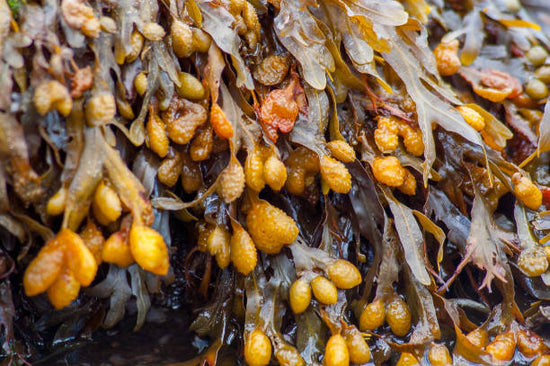 Bladderwrack, known scientifically as Fucus vesiculosus is a seaweed species that belongs to the brown algae family.