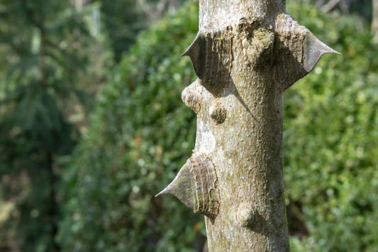 Prickly ash is a stunning shrub showcasing many noteworthy qualities.