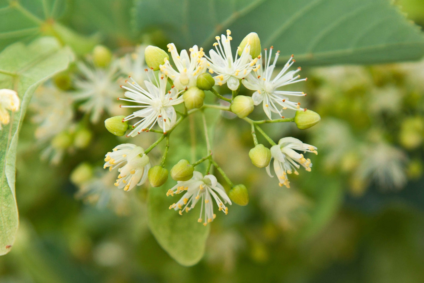 10 Health Benefits of Linden Tea