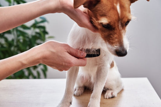 Dealing with a flea infestation is one of the most common problems that dog owners encounter. 