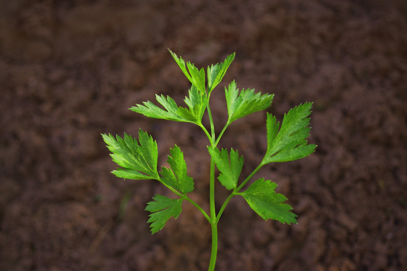 How to Use Parsley Stem for Garnish?