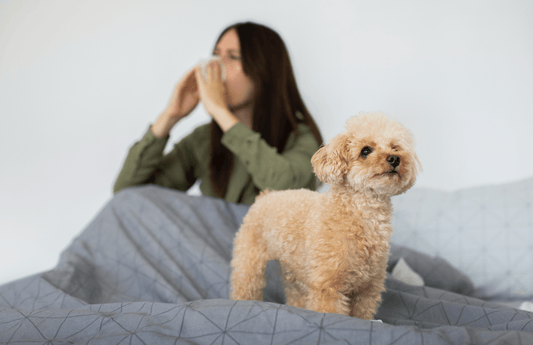 Pet Allergy: Causes, Symptoms, Treatments, and Preventions - welzo