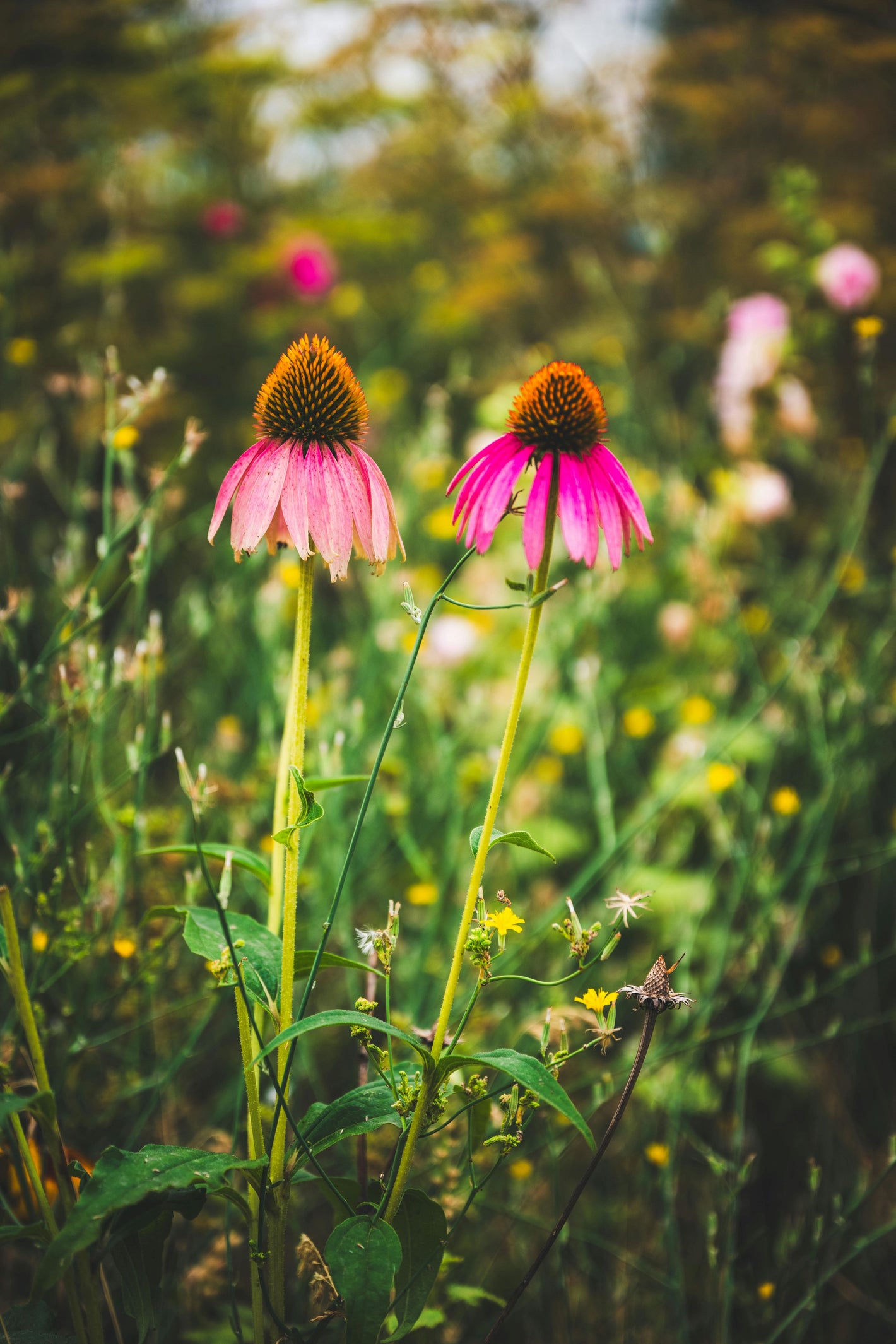 13 Best Echinacea Supplements for Immune Support