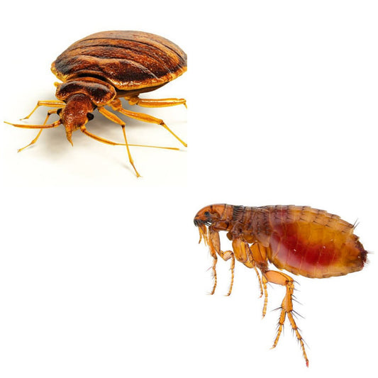 Distinguishing between flea and bed bug infestations is vital since the treatment protocols differ significantly.