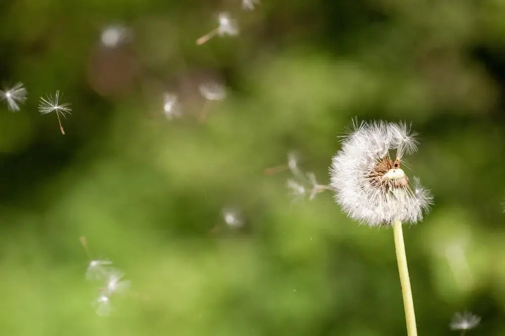 Pollen counter - Find out local pollen levels – welzo