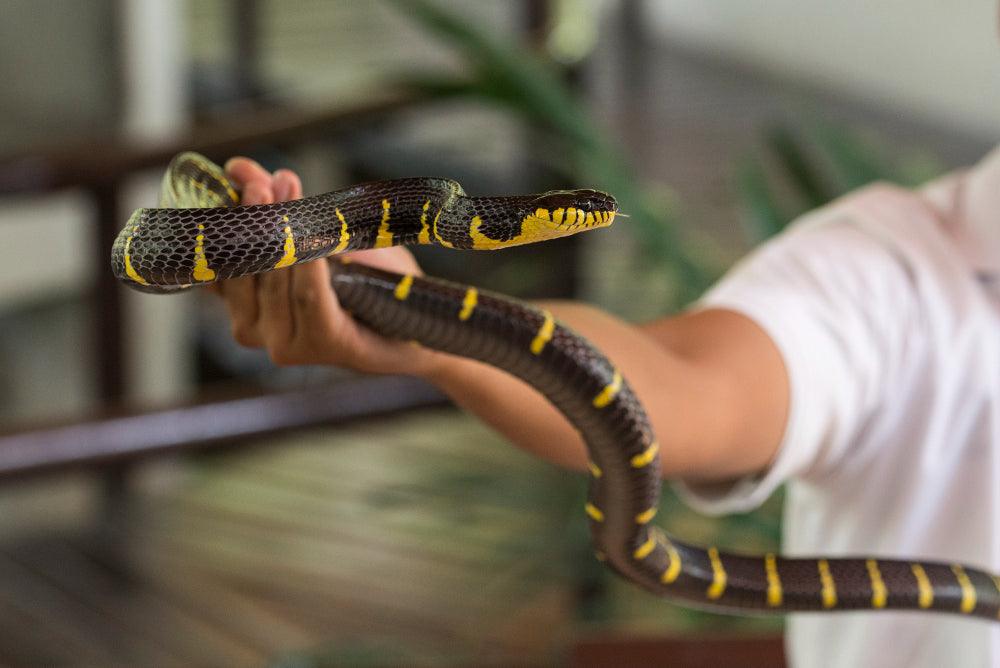 Beautiful view of Snake Diet Fat Loss