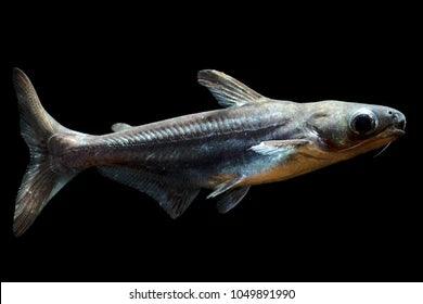 Wavwal Fish Swai Fish: Unveiling Risks and Benefits - Welzo