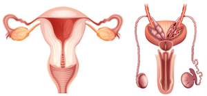 Thrush Pictures in Females (Medical Visual Identification) - welzo