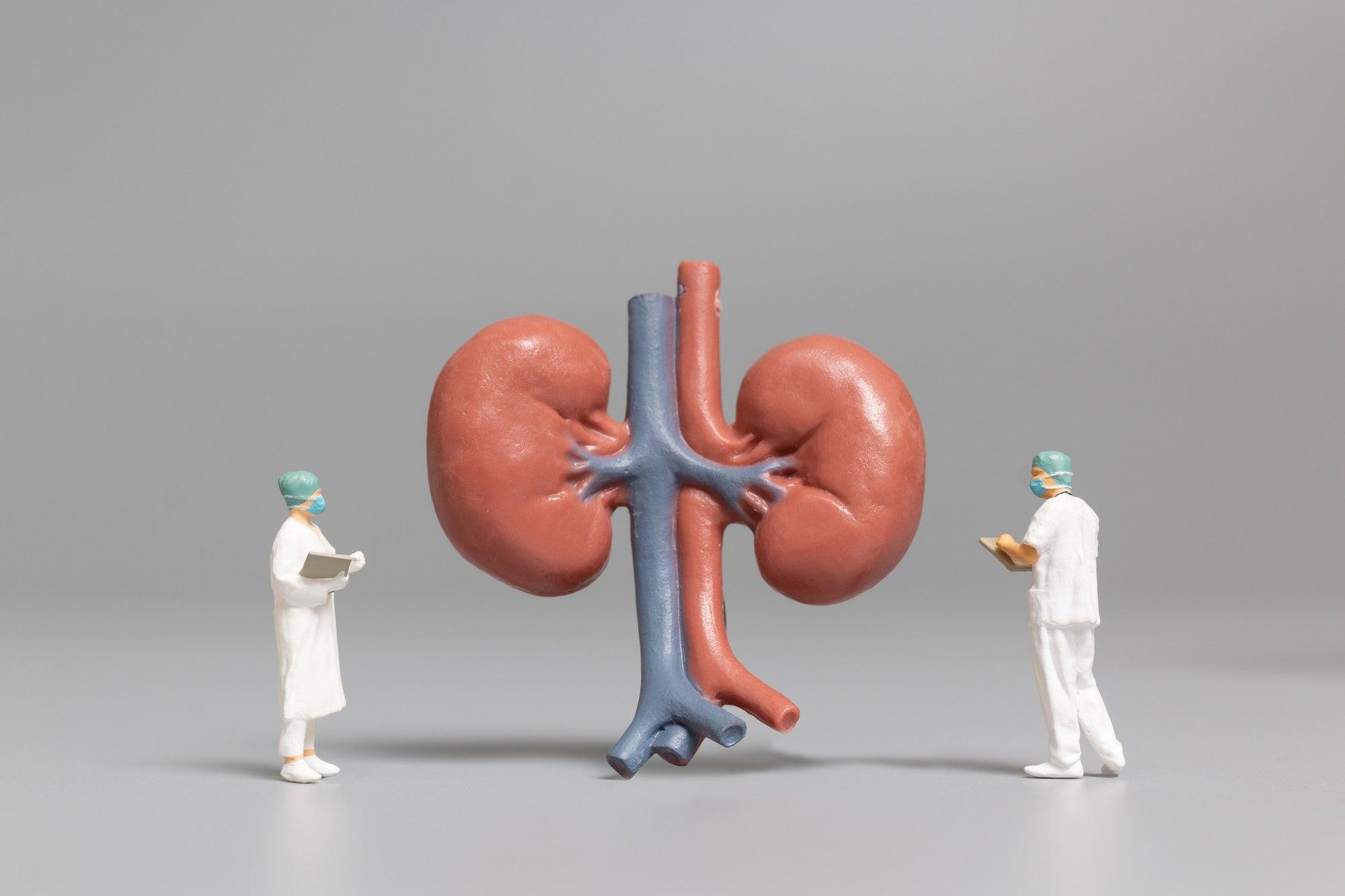 What are the Masturbation Effects on Kidneys? | Welzo