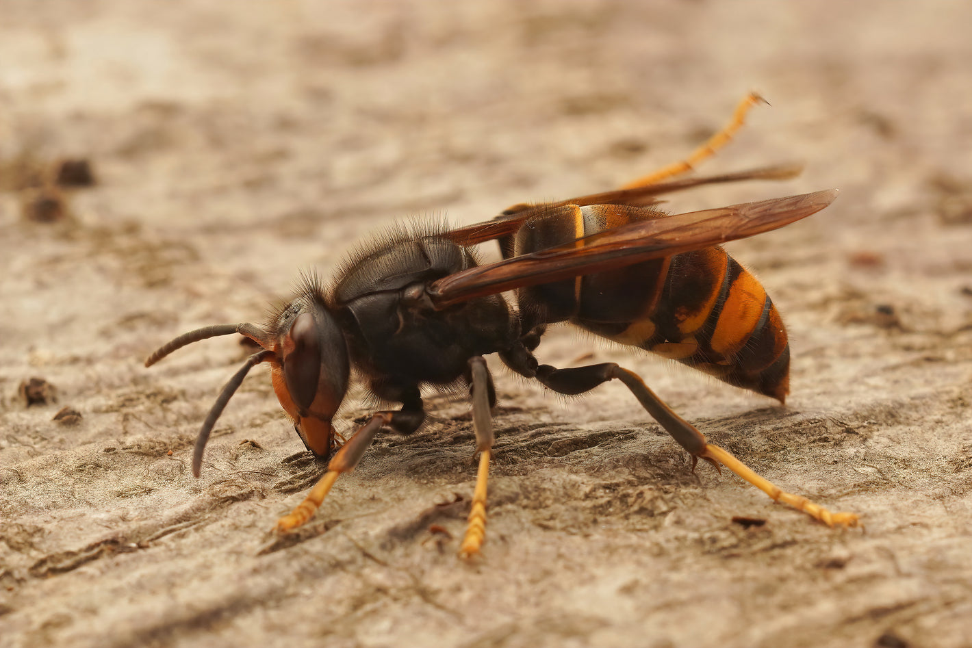 Wasp Sting Vinegar: How to Treat a String at Home