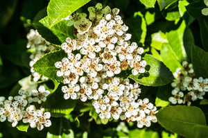 7 Elderflower Benefits, Risks and Uses