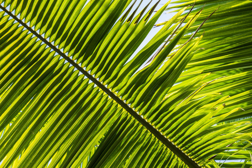 Sah Palmetto