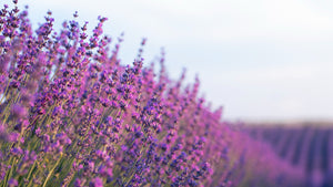 Lavender Supplements & Oil