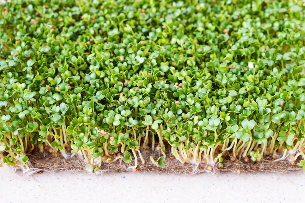 Bacopa Monnieri (Brahmi) Supplements