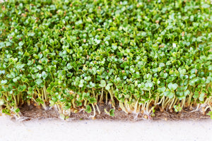 Bacopa Monnieri (Brahmi) Supplements