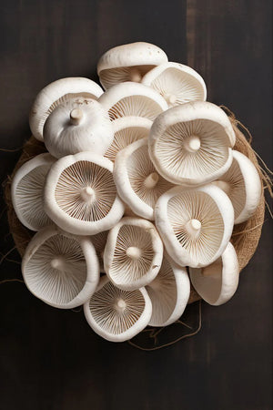 Mushroom Supplements