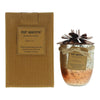 Bali Mantra Hibiscus Glass Copper Kafir Lime Candle 500g - Welzo