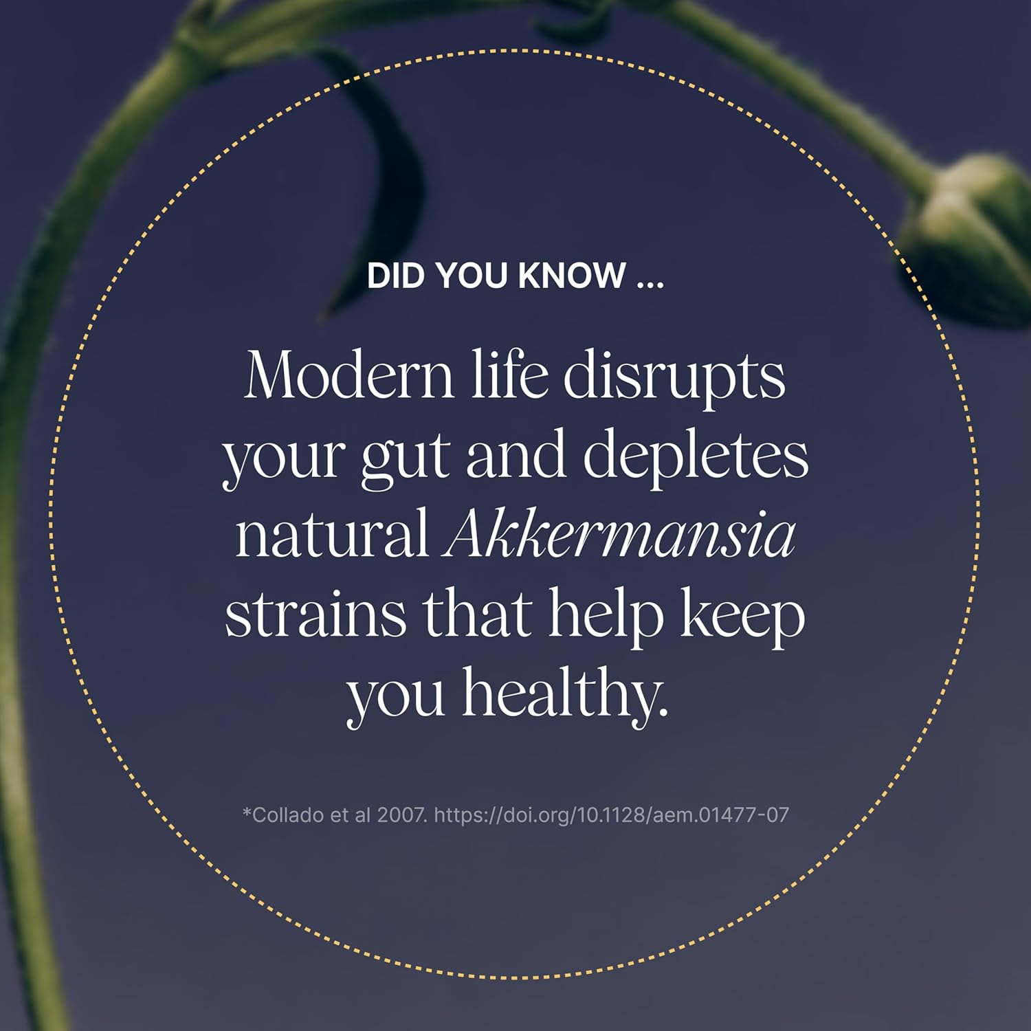 Akkermansia, 30 tobolek - kyvadlo