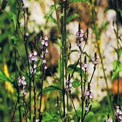 Vervain Bach Flower Remedy, Dr Bach